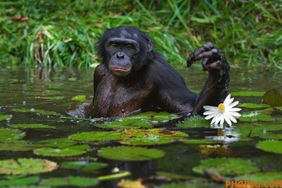 animals_217_09.jpg