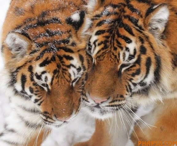 animals_217_10.jpg