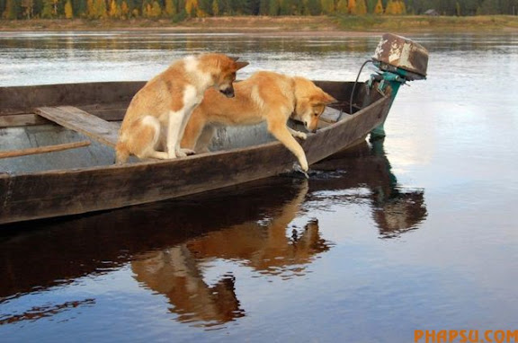 animals_217_12.jpg