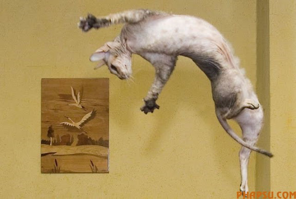animals_217_16.jpg