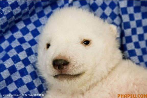 animals_217_32.jpg