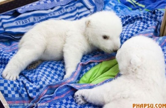 animals_217_35.jpg