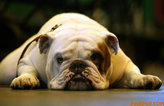 animals_217_37.jpg