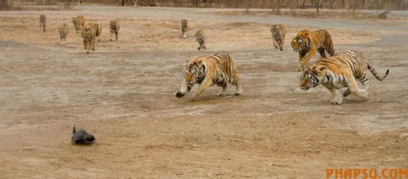 tigers_vs_bird_01.jpg