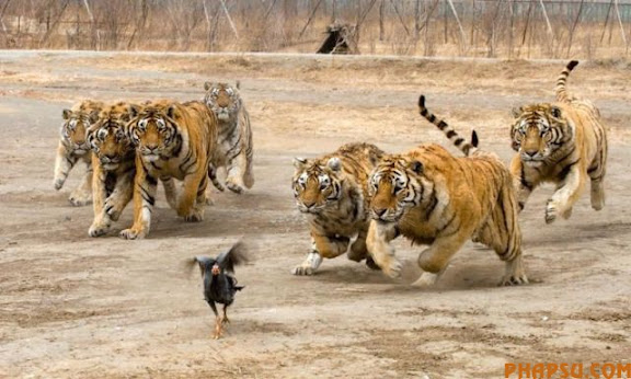 tigers_vs_bird_03.jpg