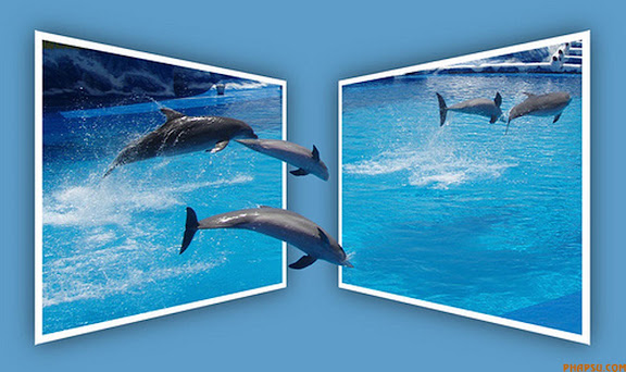 dolphine.jpg