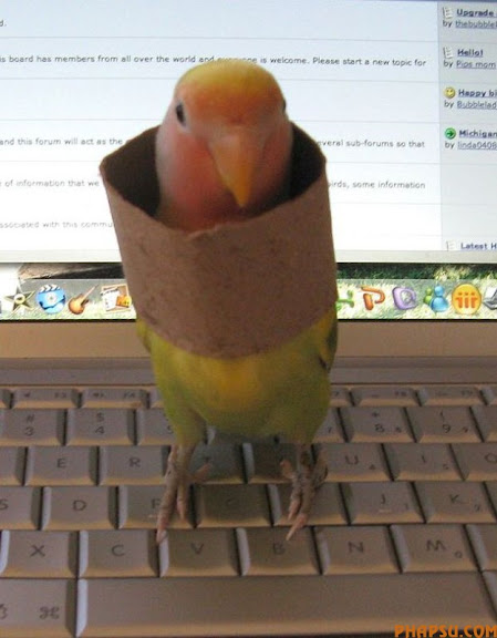 WHEN YOU HAVE A VERY RESPONSIBLE JOB, THAT OF A GUIDE DOG, YOU MUST LEARN TO RISE ABOVE THE TEMPTATION THAT IS THE FELINE SPECIES. THUS YOKO, WHO IS BEING TRAINED TO BE A GUIDE DOG, REMAINS OBLIVIOUS TO THE ACTIONS OF LEO THE CAT. LEO IS 'EMPLOYED' BY THE GUIDE DOGS FOR THE BLIND TRAINING CENTRE IN ESSEX TO STAND AROUND AS DOGS LIKE YOKO GO THROUGH THEIR SCHOOLING, TO TRAIN THE DOGS NOT TO BE DISTRACTED AND GO CHASING THE CATS!