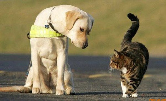 WHEN YOU HAVE A VERY RESPONSIBLE JOB, THAT OF A GUIDE DOG, YOU MUST LEARN TO RISE ABOVE THE TEMPTATION THAT IS THE FELINE SPECIES. THUS YOKO, WHO IS BEING TRAINED TO BE A GUIDE DOG, REMAINS OBLIVIOUS TO THE ACTIONS OF LEO THE CAT. LEO IS 'EMPLOYED' BY THE GUIDE DOGS FOR THE BLIND TRAINING CENTRE IN ESSEX TO STAND AROUND AS DOGS LIKE YOKO GO THROUGH THEIR SCHOOLING, TO TRAIN THE DOGS NOT TO BE DISTRACTED AND GO CHASING THE CATS!