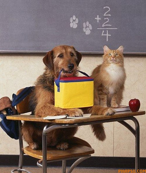 WHEN YOU HAVE A VERY RESPONSIBLE JOB, THAT OF A GUIDE DOG, YOU MUST LEARN TO RISE ABOVE THE TEMPTATION THAT IS THE FELINE SPECIES. THUS YOKO, WHO IS BEING TRAINED TO BE A GUIDE DOG, REMAINS OBLIVIOUS TO THE ACTIONS OF LEO THE CAT. LEO IS 'EMPLOYED' BY THE GUIDE DOGS FOR THE BLIND TRAINING CENTRE IN ESSEX TO STAND AROUND AS DOGS LIKE YOKO GO THROUGH THEIR SCHOOLING, TO TRAIN THE DOGS NOT TO BE DISTRACTED AND GO CHASING THE CATS!