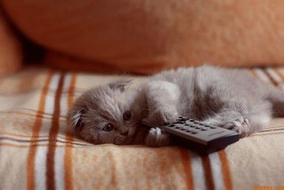 WHEN YOU HAVE A VERY RESPONSIBLE JOB, THAT OF A GUIDE DOG, YOU MUST LEARN TO RISE ABOVE THE TEMPTATION THAT IS THE FELINE SPECIES. THUS YOKO, WHO IS BEING TRAINED TO BE A GUIDE DOG, REMAINS OBLIVIOUS TO THE ACTIONS OF LEO THE CAT. LEO IS 'EMPLOYED' BY THE GUIDE DOGS FOR THE BLIND TRAINING CENTRE IN ESSEX TO STAND AROUND AS DOGS LIKE YOKO GO THROUGH THEIR SCHOOLING, TO TRAIN THE DOGS NOT TO BE DISTRACTED AND GO CHASING THE CATS!