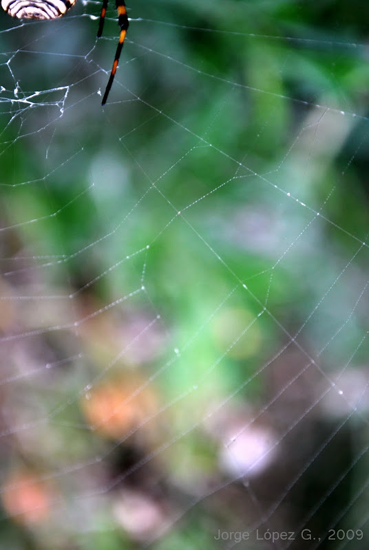 araña