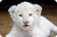 Pretty_White_Lion_Cub