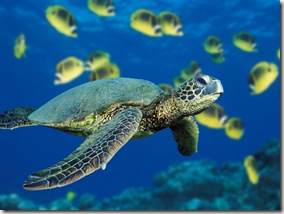 Green Sea Turtle