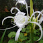 Hymenocallis