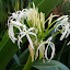 Swamp Lily