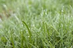 [Grass with Due-Sheva Apelbaum[1].jpg]