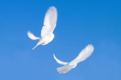 Pigeons White pigeons
