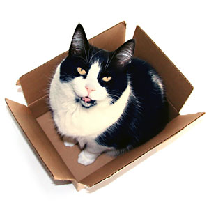 Cat in a Box