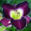 Hemerocallis, 'Vatican City'