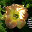 Hemerocallis 'Matt'