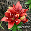 Lilium, Asiatic 'Cocktail Twins'