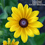 Rudbeckia 'Indian Summer'