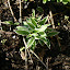 Hosta 'Silver Halo'