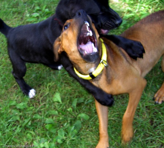 [day after vet 033a[9].jpg]