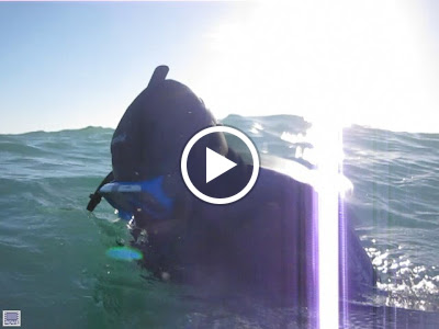 Swimming & singing with dolphins