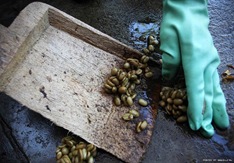 prosesi_kopi_luwak