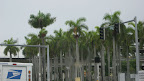 Palm Palm Palm trees
