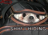 Dog hiding in backpack