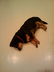 Lazy Dog One