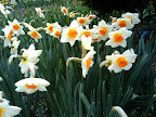More flowers
