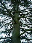 Trees at the tulip festival?