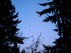 Police copter flying in circles, looking for someone.