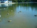 Ducks at Lake Wilderness