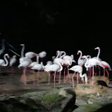 Singapore Night Safari