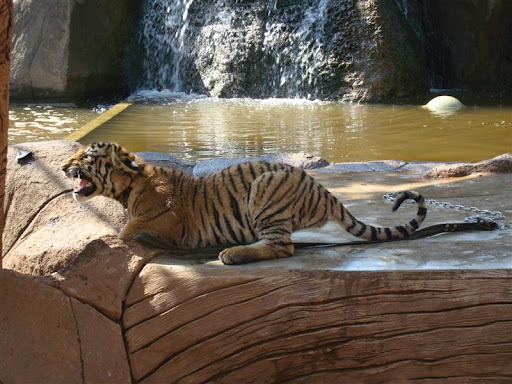 El mini-tigre furioso