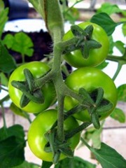 Tomatoes are a favorite greenhouse plant to grow