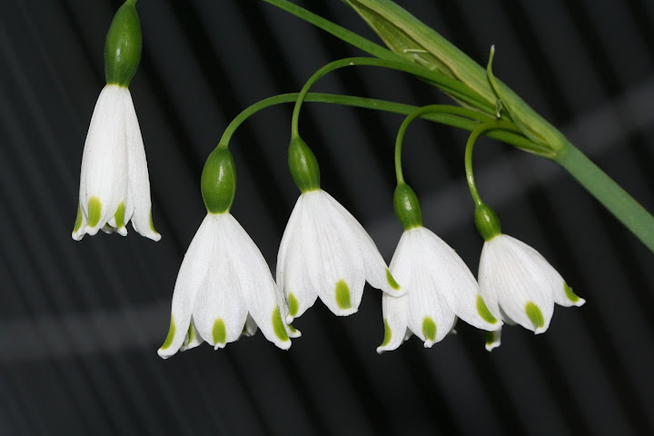Lily of the Valley