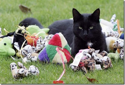 CatThiefSWNS_450x300