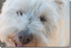 Fuzzy Gus
