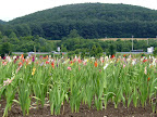 Along the highway, Hungary