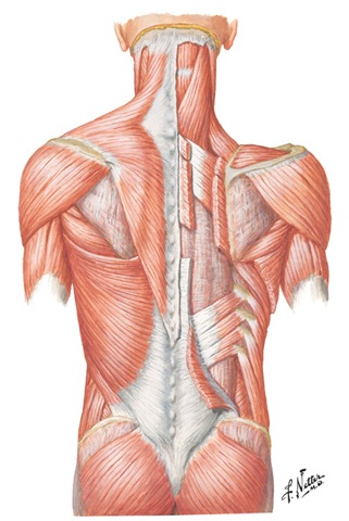 [Back Muscles 1905-4628[8].jpg]
