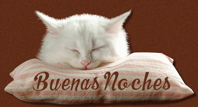 gato buenas noches gato buenas noches