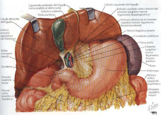 hepatico