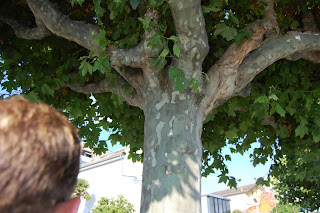 camo tree