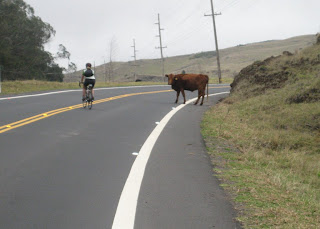 my showdown w/a cow climbing Haleakala