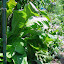 Elecampane